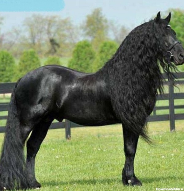 زیباترین اسب سیاه جهان+ عکس | طرفداری