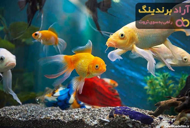 خرید و قیمت روز ماهی آکواریومی رنگی - آراد برندینگ