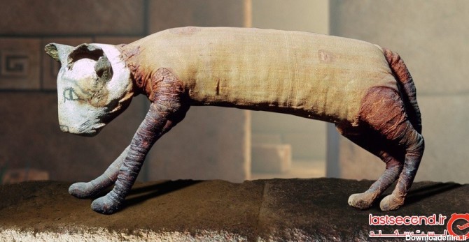 گربه مصری مومیایی‌ شده عجیبی که پنج‌ پا و سه دم دارد، کشف شد ...