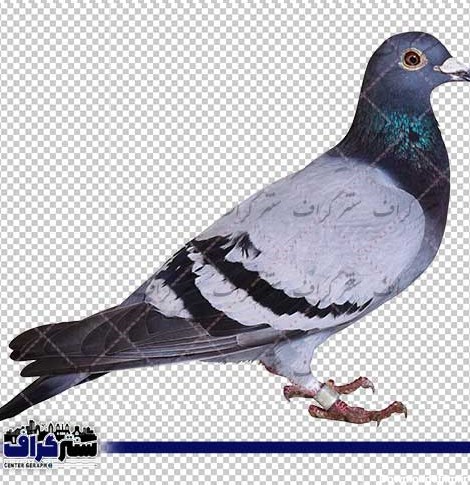 عکس دوربری کبوتر خاکستری و آبی - png کبوترسنتر گراف