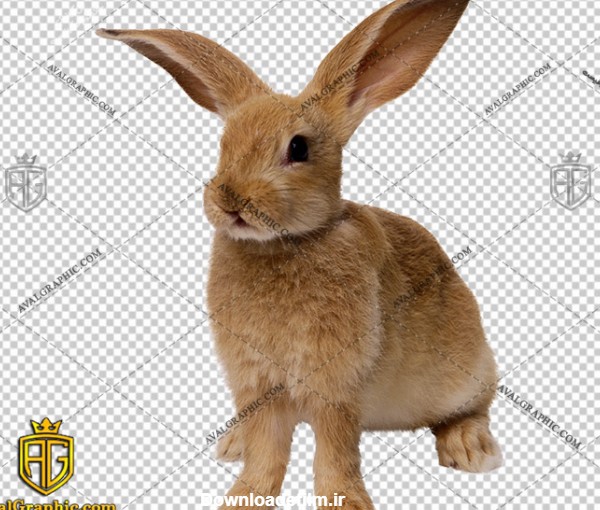png خرگوش باهوش , پی ان جی خرگوش , دوربری خرگوش , عکس خرگوش با زمینه شفاف, خرگوش با فرمت png