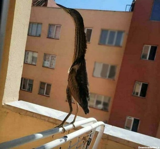 پرنده ای عجیب پشت پنجره یک خانه در آذربایجان شرقی +عکس