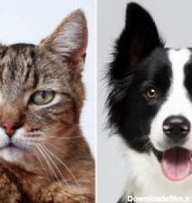 تفاوت های افراد گربه دوست و سگ دوست + آمارهای جالب | دنیای ...