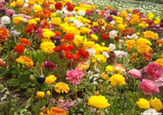 باغ گلهای شیراز شیراز: همه آنچه قبل از رفتن باید بدانید | لست‌سکند