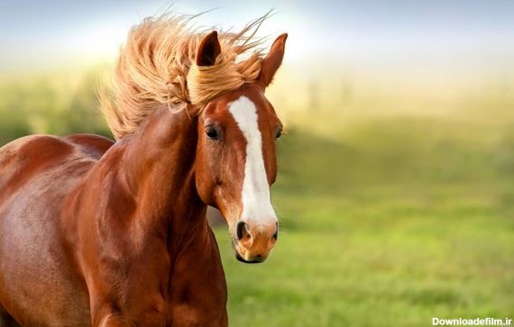 هشت کشور تامین کننده اسب مسابقه ایران - دنیای سرمایه