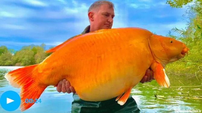عکس | بزرگترین ماهی گلی دنیا در تور ماهی‌گیرافتاد! - خبرآنلاین