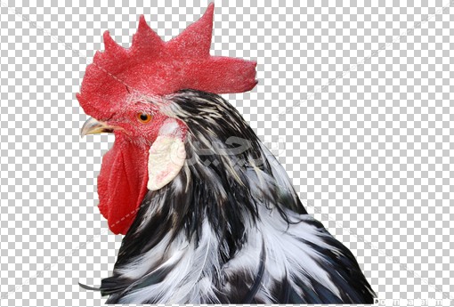 Borchin-ir-chicken_rooster_cockerel_poultry عکس سر خروس سفید مشکی با تاج زیبا (۲)