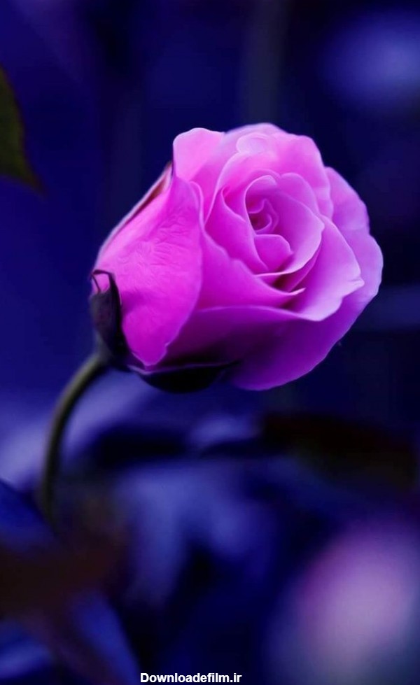 مجموعه عکس های گل رز بنفش رنگ زیبا و خوشگل با کیفیت بالا