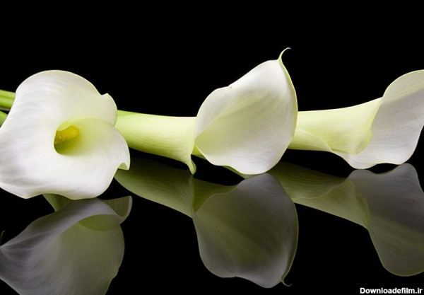 معرفی گل شیپوری(Calla Lily) و روش نگهداری آن |گُل‌سِتان