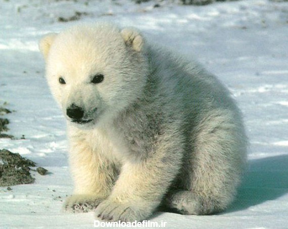 عکس خرس قطبی