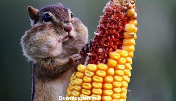 عکس بامزه حیوانات chipmunk eating corn