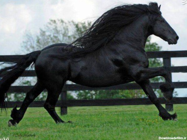 زیباترین اسب سیاه جهان - اسلايد تصاوير - عکس شماره 1 - جهان نيوز