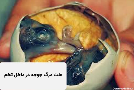 عکس جوجه رنگی مرده