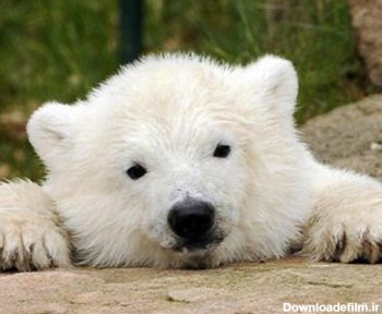 بچه خرس سفید ناز baby bear white