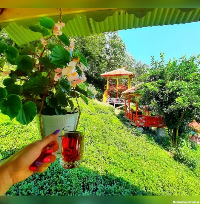 عکس باغ چای گیلان
