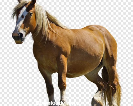 فایل png اسب پاکوتاه زیبا بصورت دوربری شده و ترانسپرنت