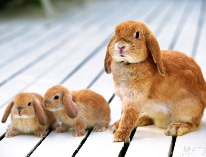 نکاتی درباره بارداری و زایمان خرگوش