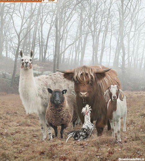 حیواناتی که عکس‌های خانوادگی می‌گیرند! +تصاویر