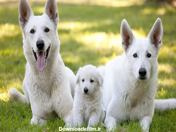 عکس توله سگ ژرمن سفید