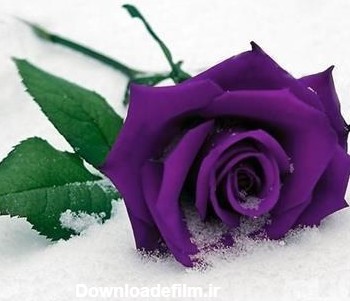 خرید و قیمت بذر گل رز بنفش Purple Rose | ترب