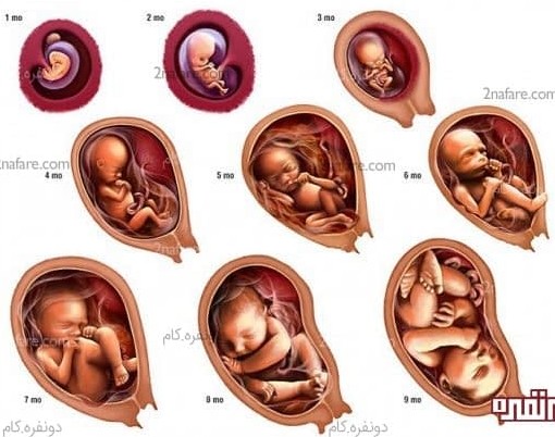 رشد ماهانه جنین