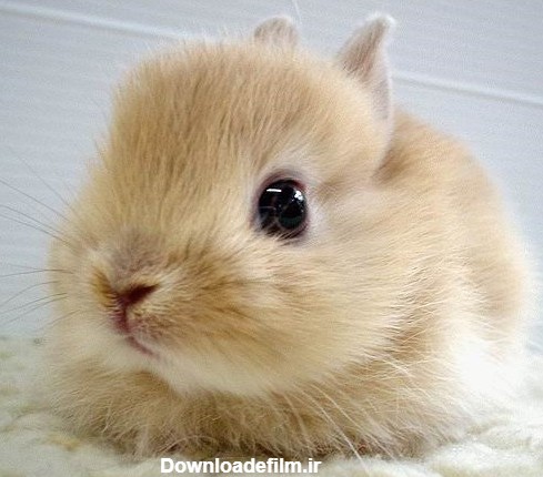 عکس خرگوش های زیبا