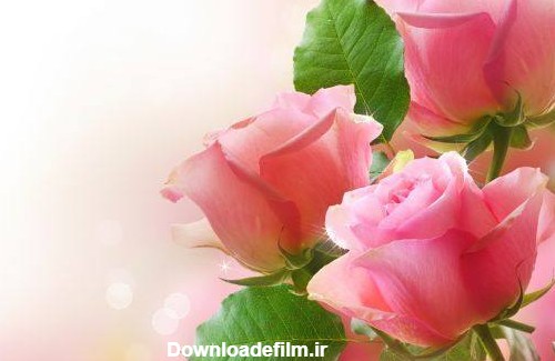 عکس پروفایل زیباترین گل های جهان + متن گل رز عاشقانه