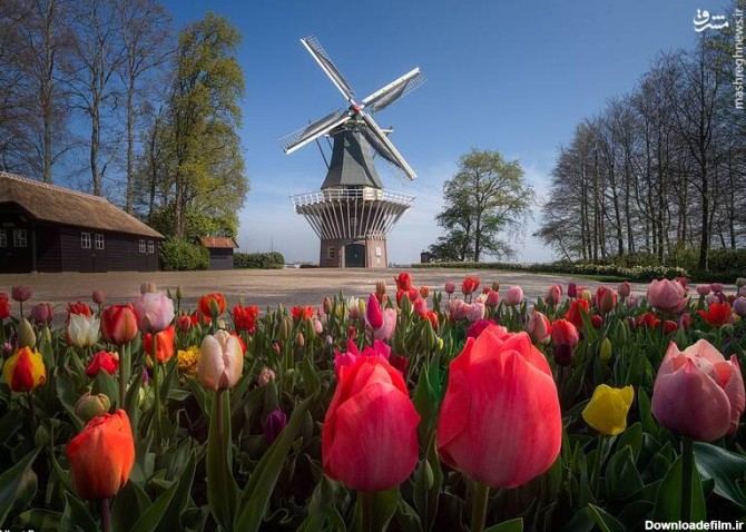 مشرق نیوز - تصاویر زیبا از یک مزرعه گل در هلند