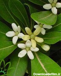 میخک هندی - گل و گیاه منصوری