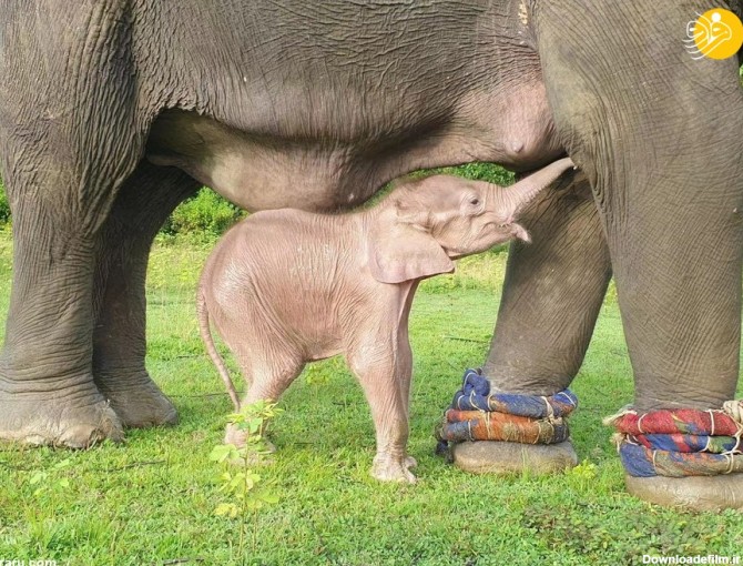 عکس فیل و بچه اش