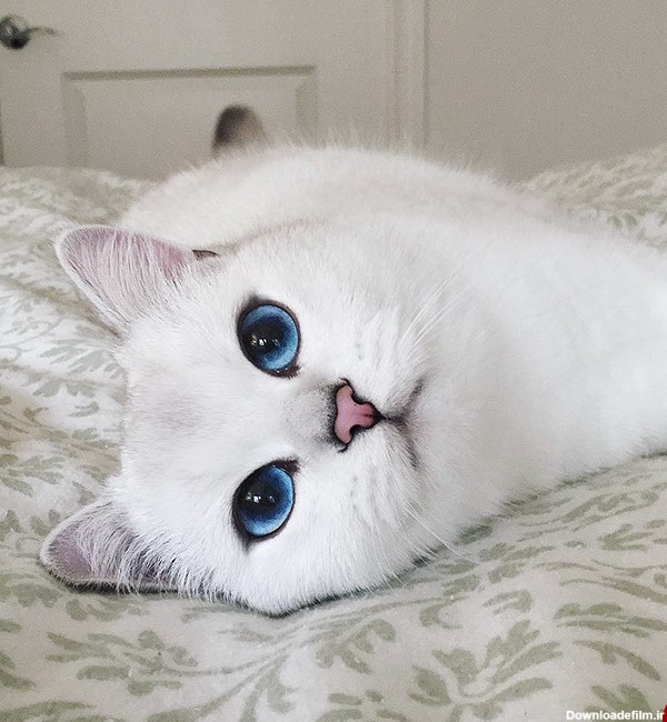 عکس گربه ی سفید چشم ابی