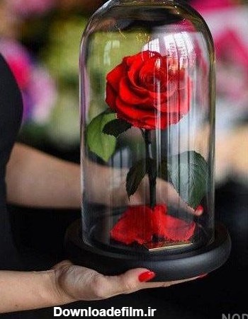 عکس گل زیبا توی شیشه