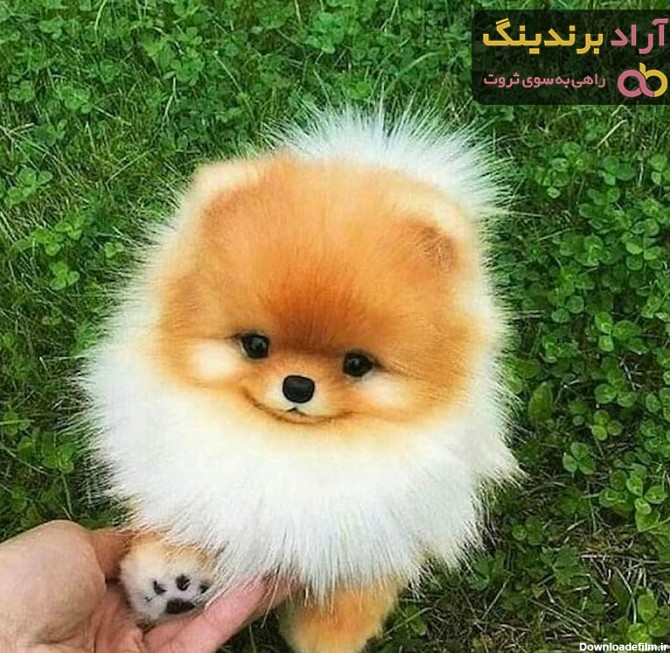 عکس سگ پاکوتاه فروشی