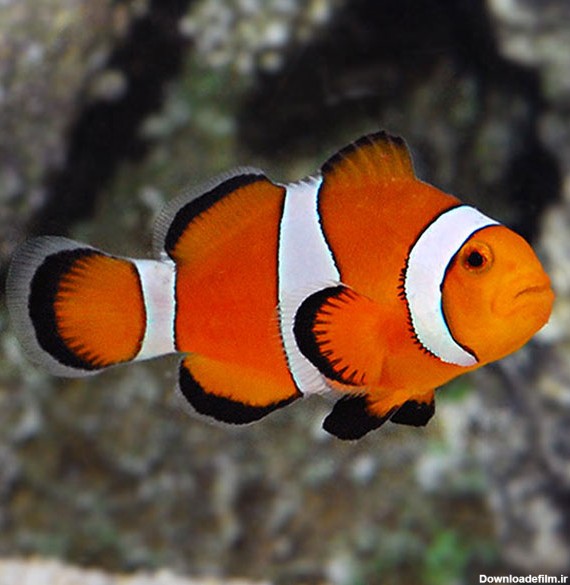 خرید کلی و جزئی دلقک ماهی اسلاریس هندی - Ocellaris Clownfish - پت زیپ