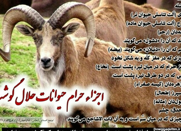 آخرین خبر | اجزاء حرام حيوانات حلال گوشت