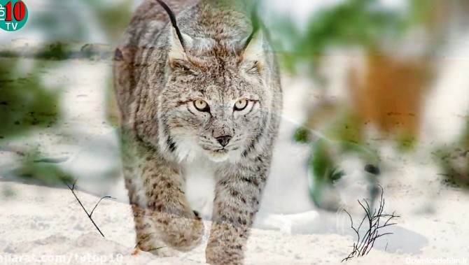 10 جانور در حال انقراض ایران