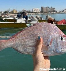 خرید و قیمت ماهی شانک دریایی صادراتی از غرفه ماهیکده منصورخان