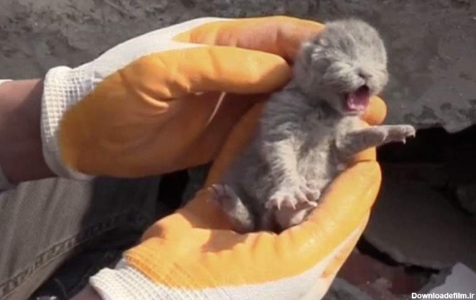نجات ۵ بچه گربه تازه متولد شده از زلزله ترکیه - بهار نیوز