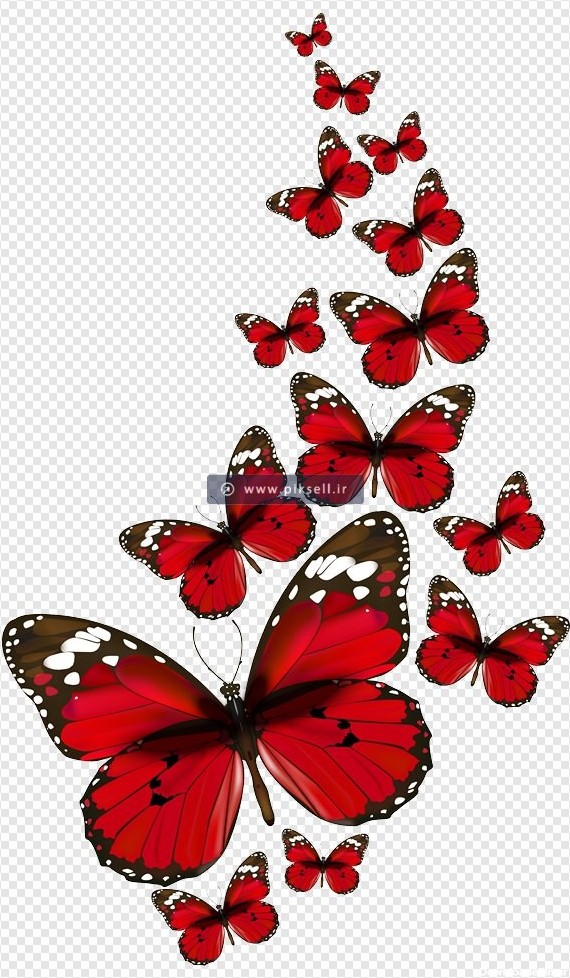 فایل Png پروانه های قرمز رنگی بصورت ترانسپرنت