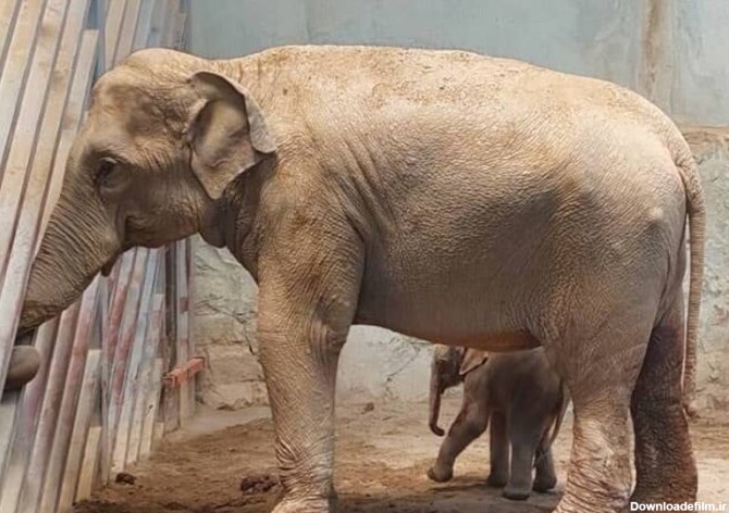 عکس فیل و بچه اش
