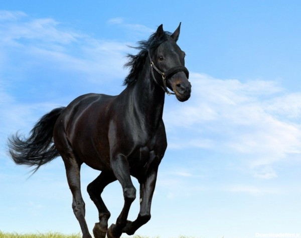 اسب سیاه زیبا | مجله دلتا محصولی جدید و متفاوت از دلتا می - مجله دلتا