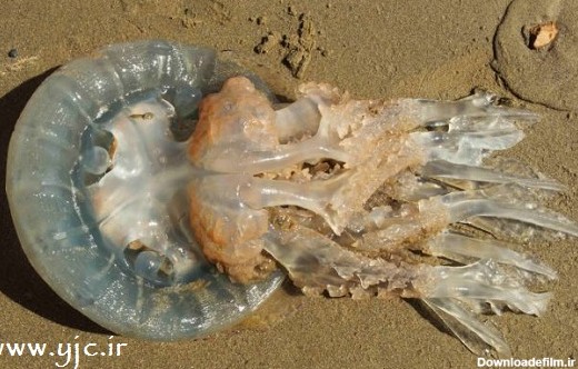 کشف عروس دریایی غول پیکر در ساحل - تسنیم