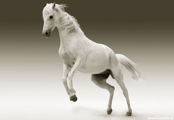 عکس زمینه پرش اسب سفید پس زمینه | والپیپر گرام