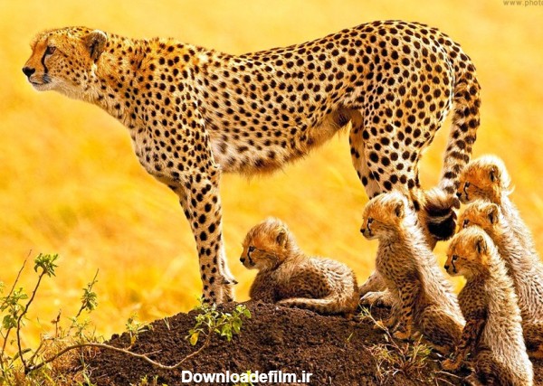 عکس چیتا های افریقایی و بچه چیتا ها در کنار مادر