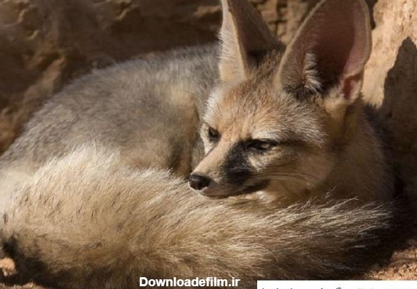 عکس شاه روباه ایرانی ❤️ [ بهترین تصاویر ]
