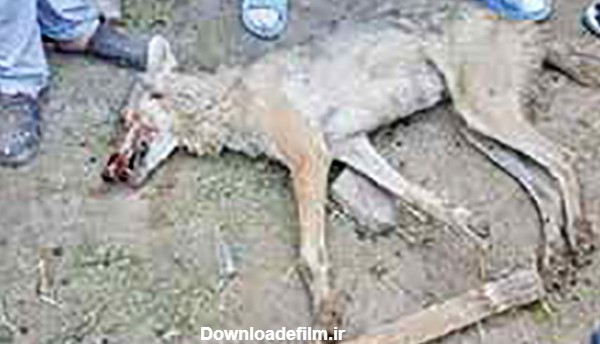 حمله خونین گرگ‌های «هیبریدی» به روستا+عکس گرگ مرده