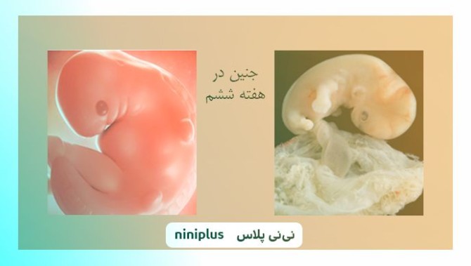 عکس جنین در هفته ششم بارداری شکل و اندازه جنین | نی نی پلاس