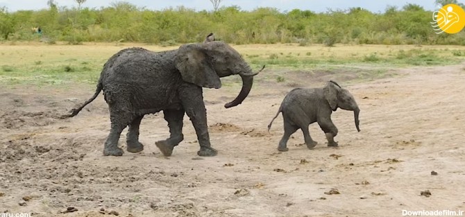 فرارو | (ویدئو) گیر افتادن بچه فیل و مادرش در باتلاق