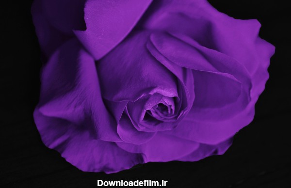 گلبرگ گل رز بنفش rose petals purple