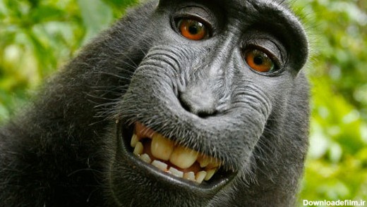 جنجال سلفی یک میمون در ویکی‌ پدیا +عکس